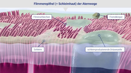 Fremdkörper werden mit dem Schleim weggespült.