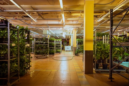 Plants instead of pastries: Feey is now expanding where Migros once stood.