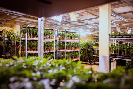 Feey’s plants are watered and cared for separately according to type.