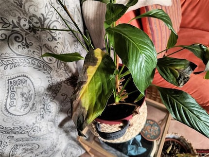 There’s nothing peaceful about this peace lily.