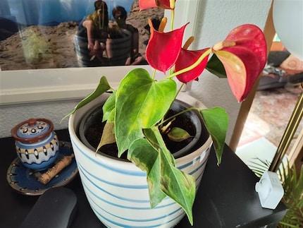 The leaves of the flamingo flower are becoming crispy.