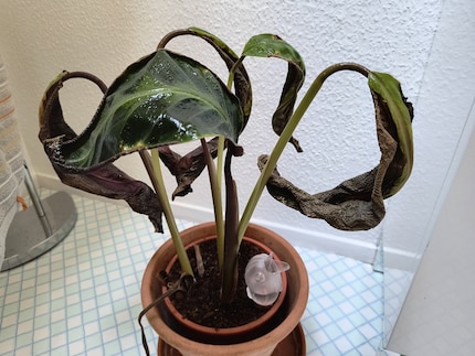 The goeppertia warscewiczii doesn’t like Debora’s watering routine.