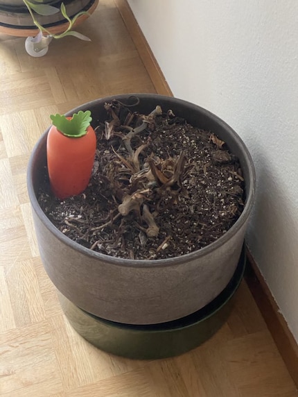 A monstrous sight: Davide’s monstera was razed to the ground.