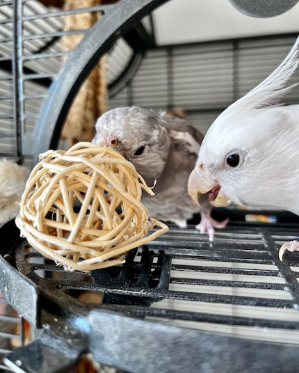 Auch Cookie hat das Photobombing für sich entdeckt.