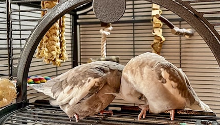Rio und Cookie sind sich ebenfalls selten einig, wer beim Kraulen anfängt. Schade eigentlich. Denn so wird am Ende oft niemand gekuschelt.