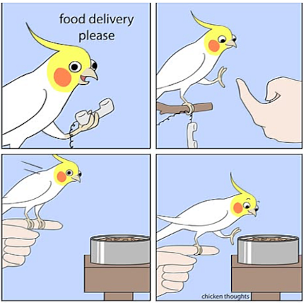 Im Comic ruft Chicken, wie die Autorin ihren Nymphensittich liebevoll nennt, seine Besitzerin an.