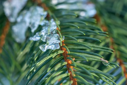 Findest du den ganzen Winter über: Tannennadeln.