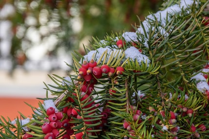 Die Eibe hat flache, weiche Nadeln und trägt auch bis in den Winter rote Beeren. Diese könntest du zwar (abgesehen vom giftigen Kern) essen. Auf die Nadeln solltest du aber unbedingt verzichten.