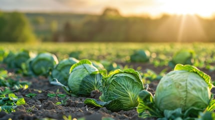 Cruciferous veggies are a good source of selenium, but the exact quantity always depends on the soil they’re grown in.