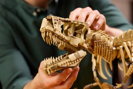 Der Kiefer des T-Rex lässt sich öffnen.