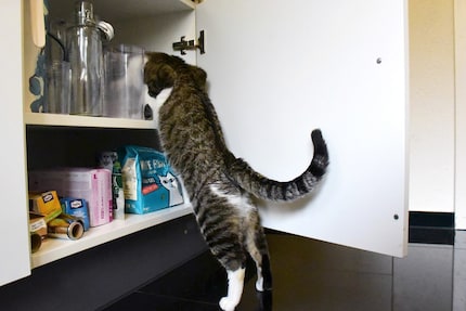 There’s gotta be a treat hidden somewhere in this cupboard.