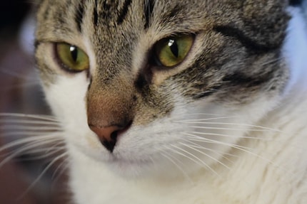 Who could resist that look?