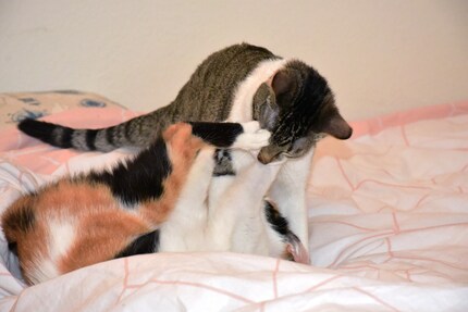 Joy and Jasper in a tussling frenzy on the bed.