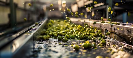 Olive oil quality depends on a number of factors: besides processing, the type of olive and the type and time of harvest also play their part.
