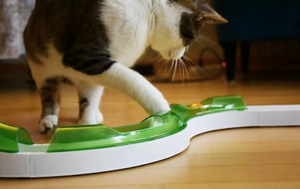 Anfangs bewegt Jasper den Spielball noch ausgiebig.
