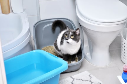 Zoomies nach dem Toilettengang sind ein bekanntes Phänomen bei Katzen.