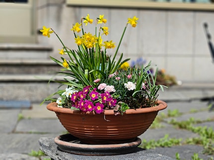 Das Bokeh habe ich im Nachgang noch etwas abgemildert, so finde ich die Blumen optimal in Szene gesetzt.