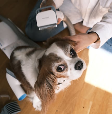 Den Kamm mag Polly, da kann sie sich sehr gut entspannen.