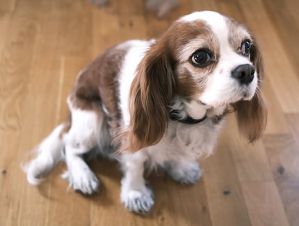 Ist es gut so? Polly mit gekürztem Fell an den Pfoten.