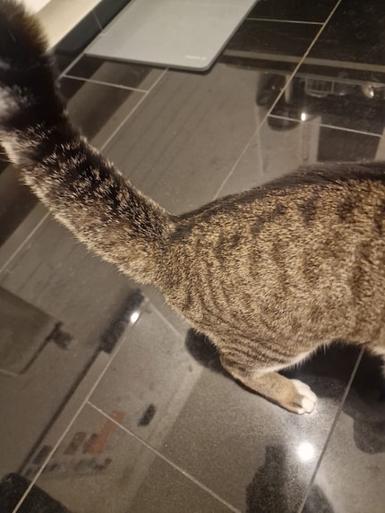 Waschbär Jasper in der Küche. Wie wär's mit Abwaschen?