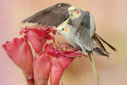Kitschiges Symbolfoto: ein Nymphensittich-Pärchen beim Sex. Pebbles und Cookie lassen sich in diesem intimen Moment nicht fotografieren.