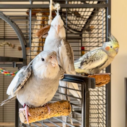 Rio (im Vordergrund) macht seinen Happy-Dance und ist mit der Gesamtsituation zufrieden.