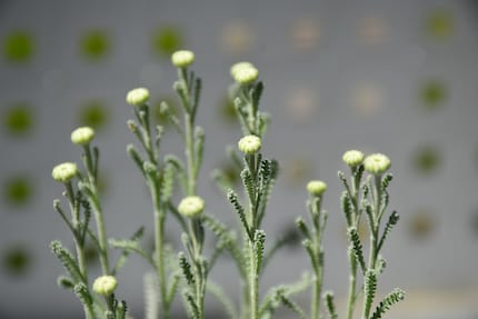 Schon die Knospen des Heiligenkrauts sind hübsch.