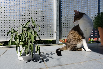 Bei diesem Anblick zieht sich Kater Jasper lieber schnell in den Schatten zurück.