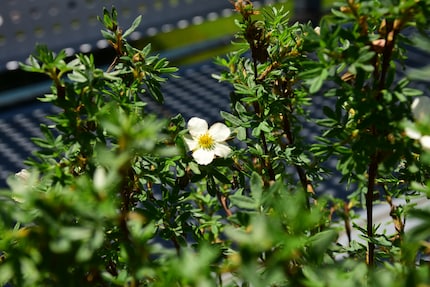 Der Neuzuzüger hat mich mit seinen weiss-rosa Blüten überrascht.