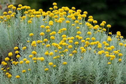 So prächtig könnten dann die Blüten aussehen.