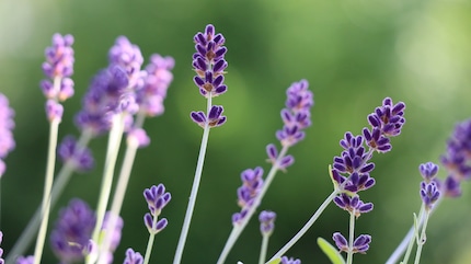 Echter Lavendel: winterhart.