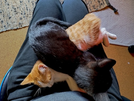 Balu wirft sich einfach oben drauf. Warum nicht.