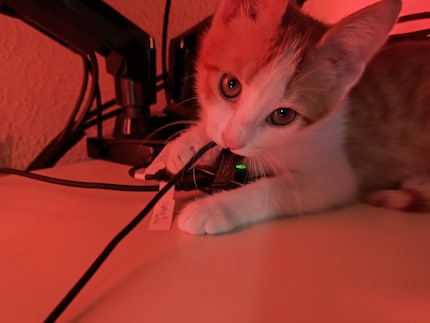 Ich sehe, was du tust, Bonnie!