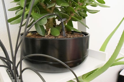 12 Pflanzen sind an einen Distributor angehängt.