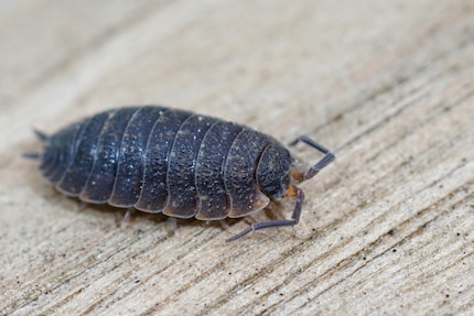 Asseln sind keine Insekten, sondern Krebstiere.