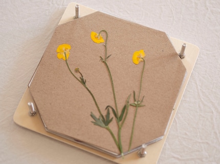 Nach ein bis drei Wochen sind die Blumen vollständig getrocknet.