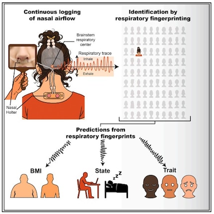 Nasal breathing is measured over 24 hours to record the individual breathing signature. This can be used to draw conclusions about BMI, mental state and sleeping or waking state.