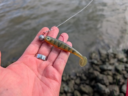 The rubber fish should imitate a real prey animal.