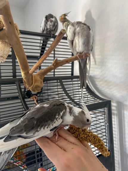 Das Fluggeschwader ist jetzt zu viert. Finni frisst Hirse auf meiner Hand, Cookie und Rio putzen sich, Pebbles gähnt herzhaft.