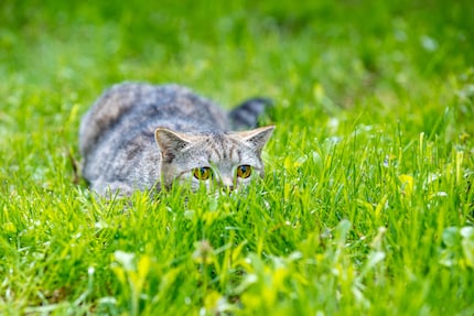 Ob die Henry's Pockets bei der Jagd helfen, lässt sich wissenschaftlich nicht belegen – Hinweise dafür gibt es jedoch.
