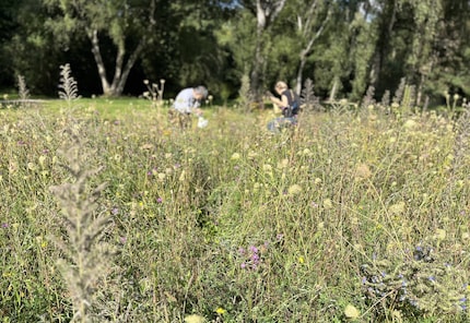 Die prächtigen Wildblumenwiesen sind größtenteils verblüht – jetzt können die Sammlerinnen ans Werk.