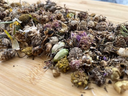 Meine Ausbeute kann sich sehen lassen: Rote Lichtnelke, Hornklee, Wegwarte, Natternkopf, Margeriten und und und …
