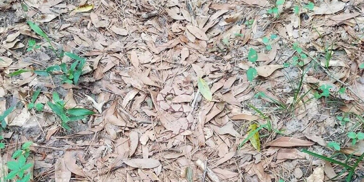 Wo hat sich die Schlange versteckt?