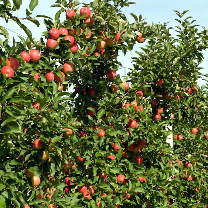 Malus domestica ‘Trio appel’ drie soorten aan één boom - wortelgoed - Soort C