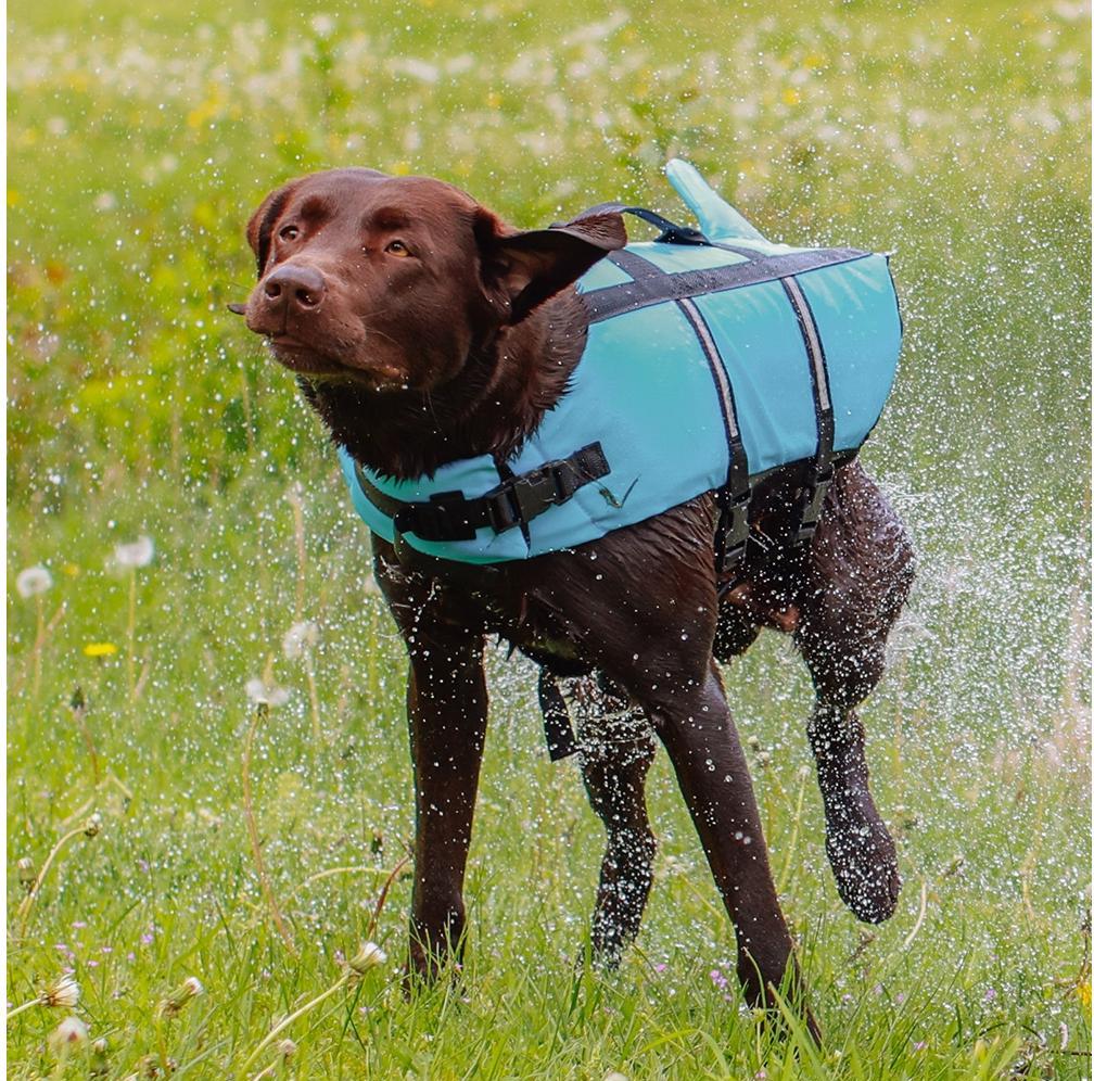 Xs dog life jacket discount