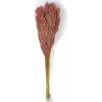 Artoz Dried flowers Reed Pampas grass plume (75 cm)